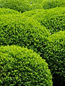 BUXUS SEMPERVIRENS, COMMON BOXWOOD