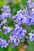 CLERODENDRON UGANDENSE