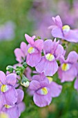 NEMESIA NUVO ROSE