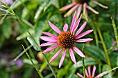 ECHINACEA PURPUREA PICA BELLA