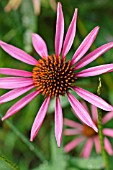 ECHINACEA PURPUREA PICA BELLA