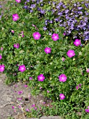 GERANIUM SANGUINEUM, BLOODY CRANESBILL, CAMPANULA POSCHARSKYANA, BELLFLOWER