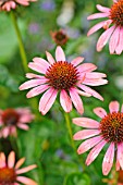 ECHINACEA PURPUREA SUNDOWN