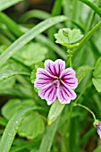 MALVA SYLVESTRIS VAR. MAURITIANA