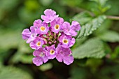 LANTANA MONTEVIDENSIS