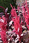 AMARANTHUS CRUENTUS VELVET CURTAINS