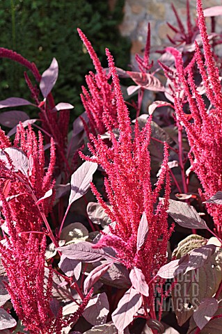 AMARANTHUS_CRUENTUS_VELVET_CURTAINS