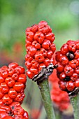 ARUM MACULATUM