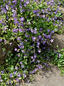 CAMPANULA POSCHARSKYANA, BELLFLOWER