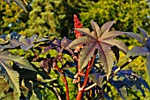 RICINUS COMMUNIS