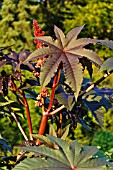 RICINUS COMMUNIS