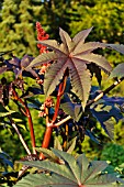 RICINUS COMMUNIS