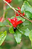 OCHNA SERRULATA