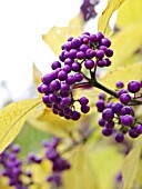 CALLICARPA JAPONICA, JAPANESE BEAUTYBERRY