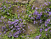 CAMPANULA POSCHARSKYANA, BELLFLOWER