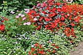 COSMOS BIPINNATUS, BEGONIA SEMPERFLORENS AND AGERATUM HOUSTONIANUM