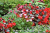 COSMOS BIPINNATUS, BEGONIA SEMPERFLORENS AND AGERATUM HOUSTONIANUM