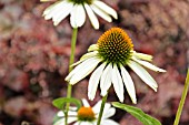 ECHINACEA PURPUREA ALBA