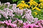 PHLOX PANICULATA