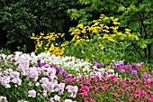 RUDBECKIA NITIDA AND PHLOX PANICULATA