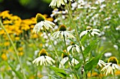 ECHINACEA PURPUREA ALBA