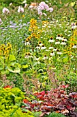 ECHINACEA PURPUREA ALBA