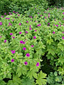 GERANIUM PSILOSTEMON, CRANESBILL