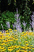 PEROVSKIA AND RUDBECKIA FULGIDA