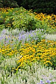 RUDBECKIA FULGIDA AND PEROVSKIA