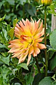 DAHLIA GLOBETROTTER