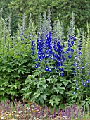 DELPHINIUM ELATUM BLUE BIRD, LARKSPUR