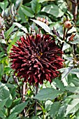 DAHLIA BLACK JACK