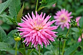 DAHLIA PINK PASTELLE