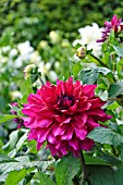 DAHLIA PURPLE TAIHEIJO