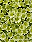 CHRYSANTHEMUM HYBR., CHRYSANTHEMUM