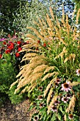 STIPA CALAMAGROSTIS AND ECHINACEA PURPUREA