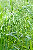 PANICUM MILIACEUM