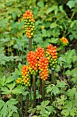 ARUM ITALICUM