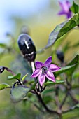 CAPSICUM FRUTESCENS PERUVIAN PURPLE