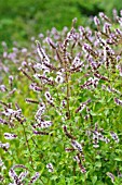 MENTHA SPICATA VAR. CRISPA