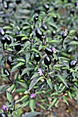 CAPSICUM FRUTESCENS PERUVIAN PURPLE