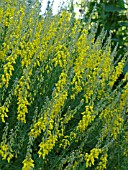 CYTISUS NIGRICANS, BLACK BROOM