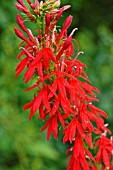 LOBELIA CARDINALIS