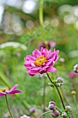 ANEMONE JAPONICA PAMINA