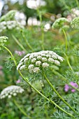 AMMI VISNAGA BLUETENBALL