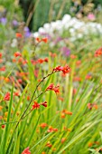 CROCOSMIA X CROCOSMIIFLORA FIRE KING