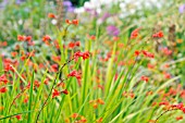 CROCOSMIA X CROCOSMIIFLORA FIRE KING