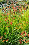 CROCOSMIA X CROCOSMIIFLORA FIRE KING