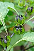 NICANDRA PHYSALODES