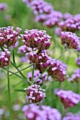 VERBENA BONARIENSIS